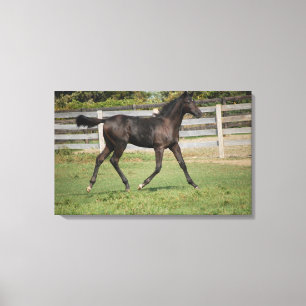 Mooi Paard dat door het veld loopt Canvas Afdruk