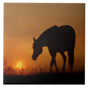 Mooi Paard en Zuidwestelijke Zonsondergang Tegeltje