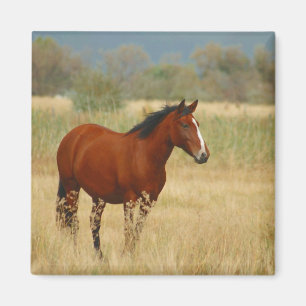 Mooi paard magneet