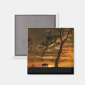 Mooi paard Magnet (Voorkant / Achterkant)