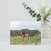 Mooi paard op het landschap van het land Foto Briefkaart (Staand voorkant)