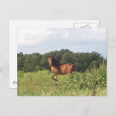 Mooi paard op het landschap van het land Foto Briefkaart (Voorkant / Achterkant)