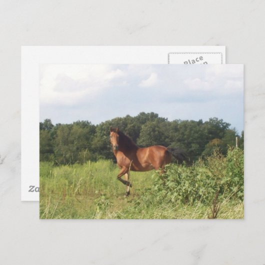 Mooi paard op het landschap van het land Foto Briefkaart (Voorkant / Achterkant)