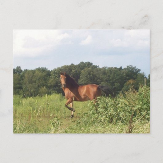 Mooi paard op het landschap van het land Foto Briefkaart (Voorkant)