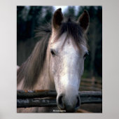 Mooi paard poster (Voorkant)