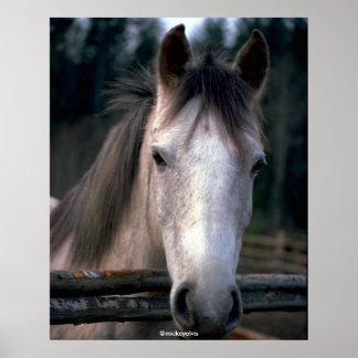 Mooi paard poster