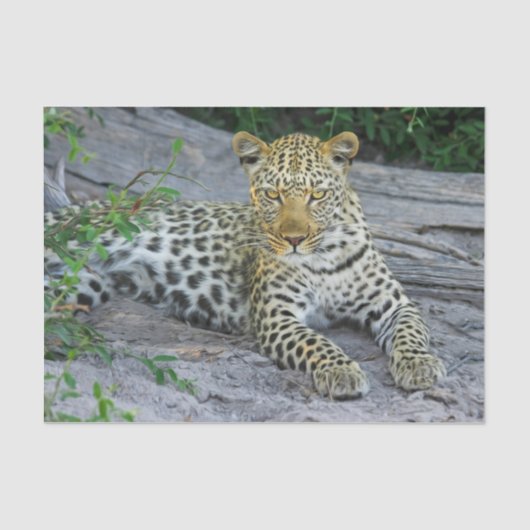 mooi papier van luipaard (Voorkant)