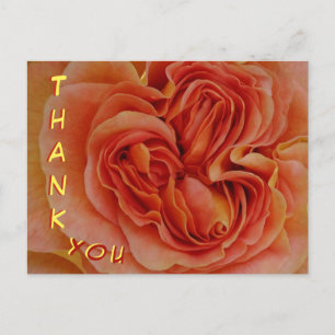 Mooi pastel Roos close up dank u Briefkaart