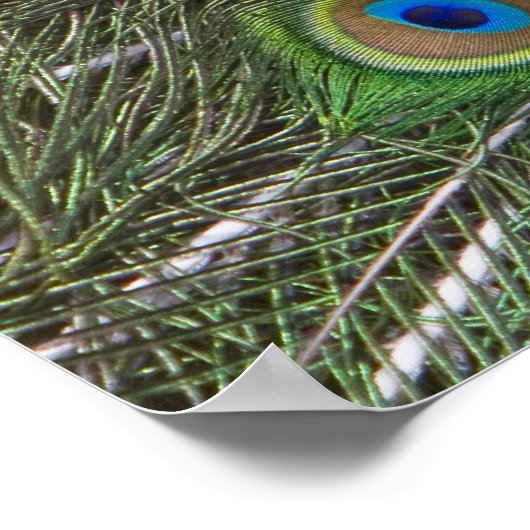 Mooi Peacock-Poster Poster (Hoek)