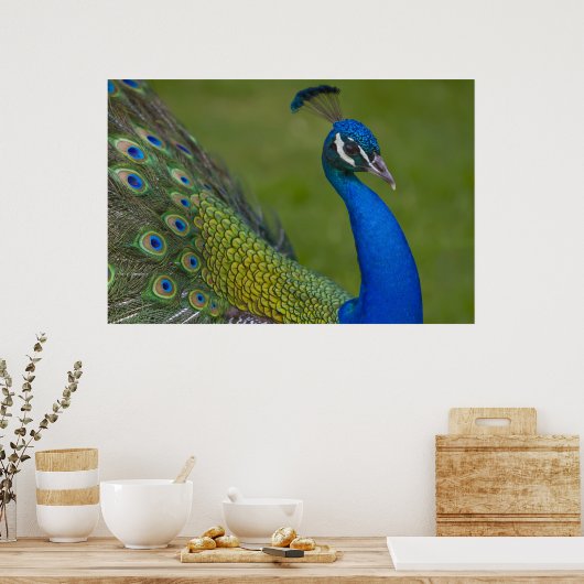 Mooi Peacock-Poster Poster (Keuken)