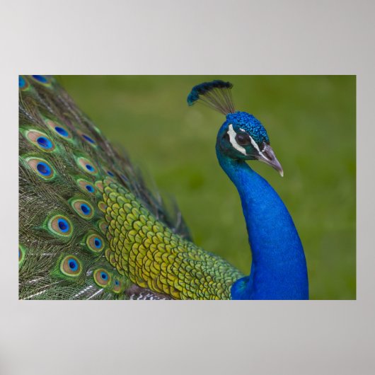 Mooi Peacock-Poster Poster (Voorkant)