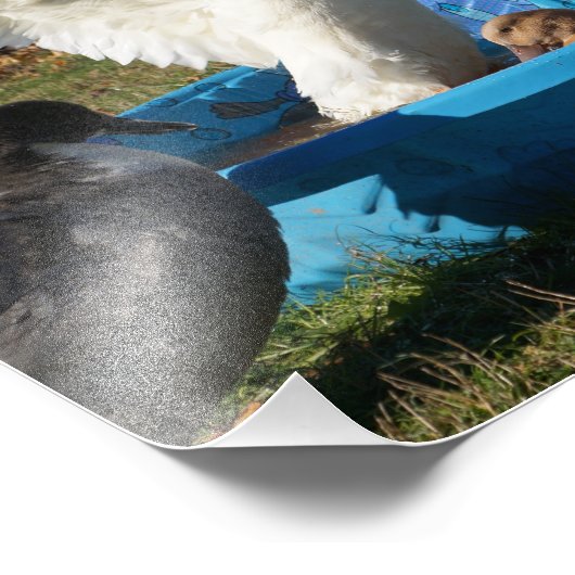 Mooi Pekin Duck Foto Afdruk (Hoek)