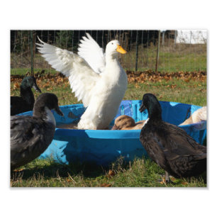 Mooi Pekin Duck Foto Afdruk