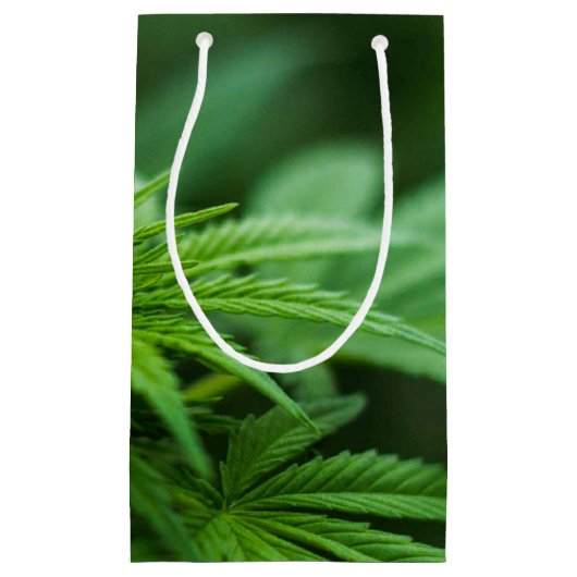 Mooi Plant Klein Cadeauzakje (Voorkant)