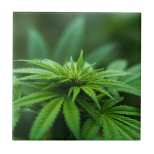Mooi Plant Tegeltje