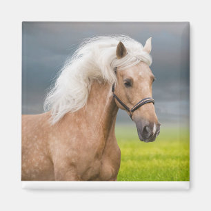 Mooi Portret Palomino Paard met Lange Mane Magneet