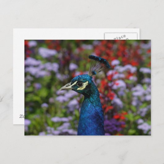 Mooi portret van Peafowl Briefkaart (Voorkant / Achterkant)