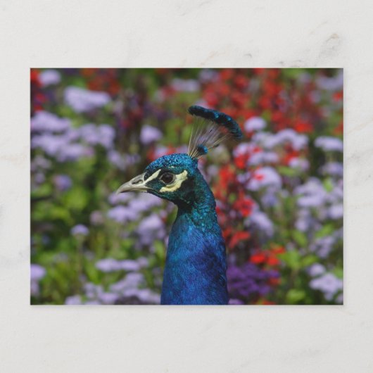 Mooi portret van Peafowl Briefkaart (Voorkant)