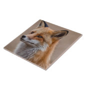 Mooi Portret van Red Fox in Wilderness 2a Tegeltje (Zijkant)