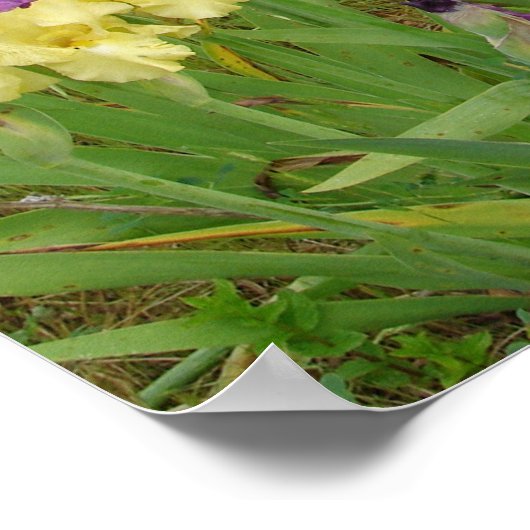 Mooi Poster Iris Irise Flower Garden (Hoek)