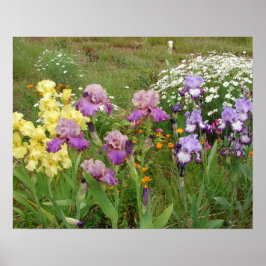 Mooi Poster Iris Irise Flower Garden