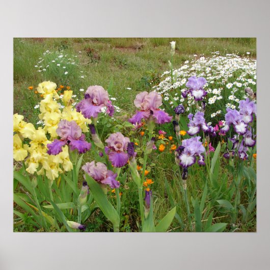 Mooi Poster Iris Irise Flower Garden (Voorkant)