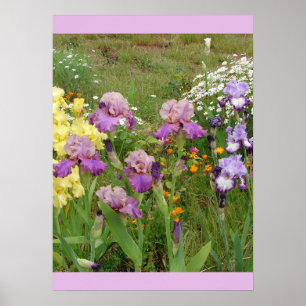 Mooi Poster Iris Irise Flower Garden