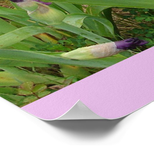 Mooi Poster Iris Irise Flower Garden (Hoek)