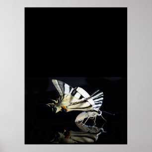 Mooi poster met vlinder