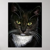 Mooi Poster met zwarte en witte kat (Voorkant)