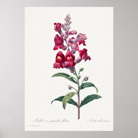 Mooi Poster van Botanische Illustratie (Voorkant)