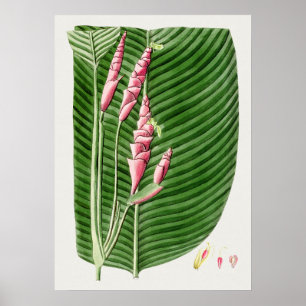 Mooi  Poster van Botanische Illustratie