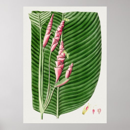Mooi  Poster van Botanische Illustratie (Voorkant)