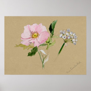 Mooi  Poster van Botanische Illustratie