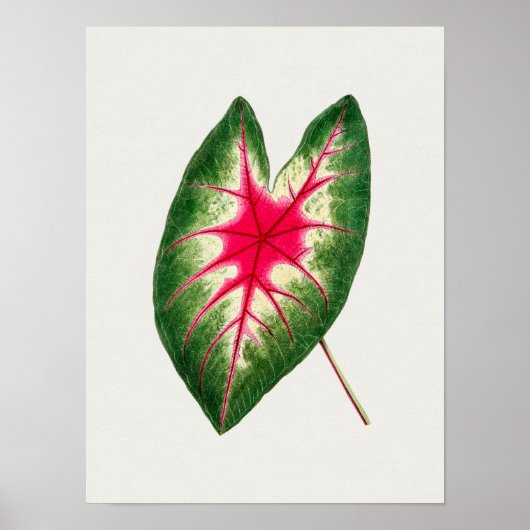 Mooi  Poster van Botanische Illustratie (Voorkant)