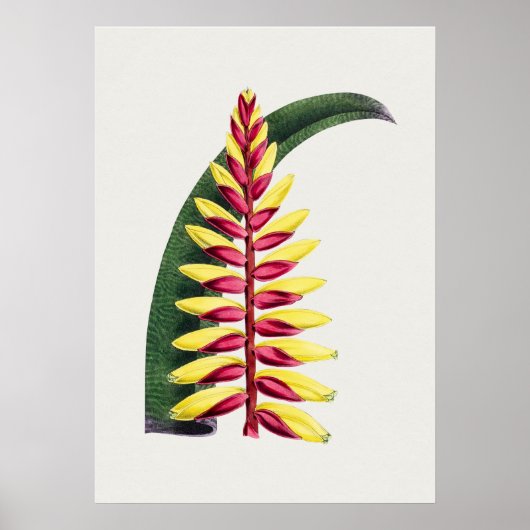 Mooi Poster van Botanische Illustratie (Voorkant)