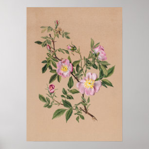 Mooi Poster van Botanische Illustratie