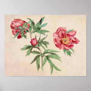 Mooi  Poster van Botanische Illustratie
