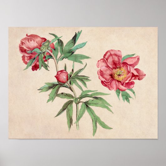 Mooi  Poster van Botanische Illustratie (Voorkant)