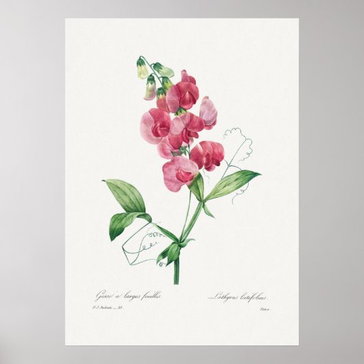 Mooi Poster van Botanische Illustratie (Voorkant)