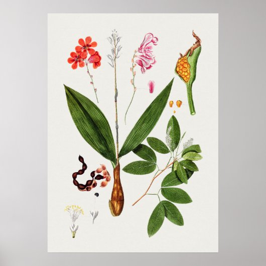 Mooi Poster van Botanische Illustratie (Voorkant)