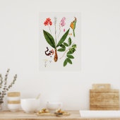 Mooi Poster van Botanische Illustratie (Keuken)