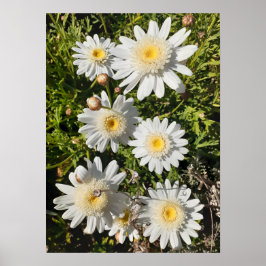 Mooi Poster van de ventilatortuin, White Daisy