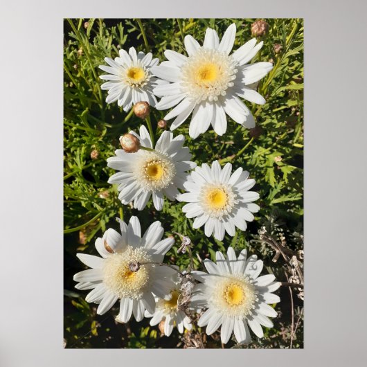 Mooi Poster van de ventilatortuin, White Daisy (Voorkant)