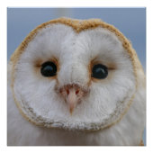 Mooi Poster van Owl Face (Voorkant)