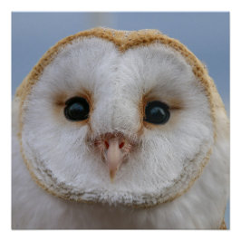 Mooi Poster van Owl Face
