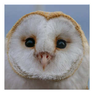 Mooi Poster van Owl Face