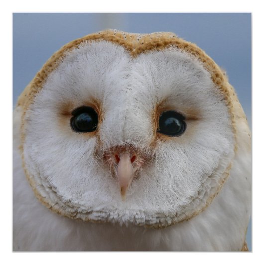 Mooi Poster van Owl Face (Voorkant)