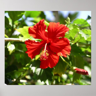Mooi Poster van Red Hawaiian Hibiscus