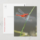 Mooi rood libel Briefkaart (Voorkant / Achterkant)